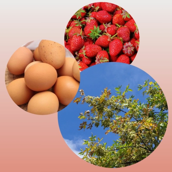 Three circular frames with eggs, strawberries and an ash tree image